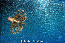 lionfish hunting silversides from below by Javier Sandoval 